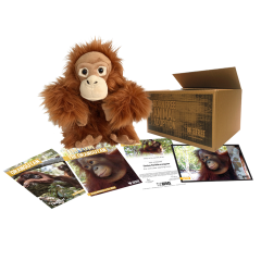 Born Free Adoption Pack - Orangutan